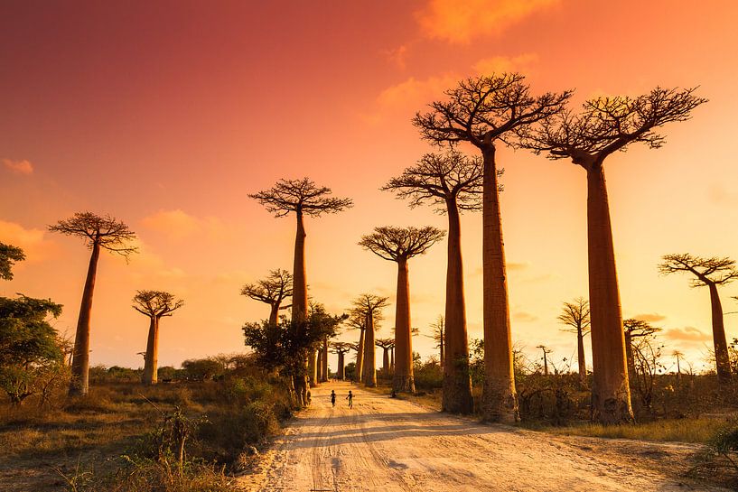 Image de Allée des Baobab